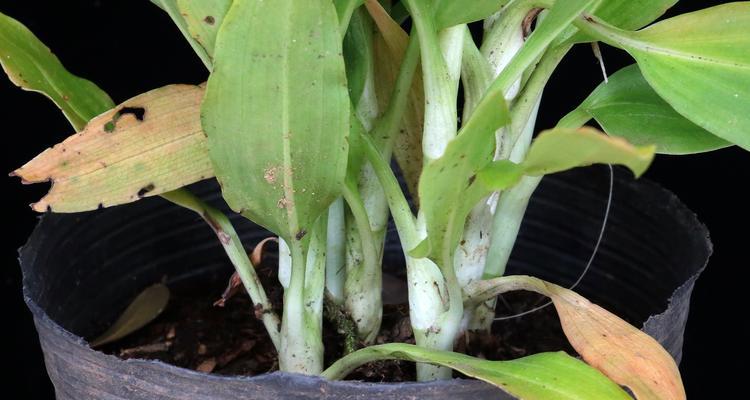 兰科植物6属6种花卉有哪些？如何区分和养护？