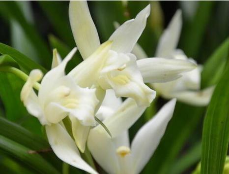 兰科植物6属6种花卉有哪些？如何区分和养护？