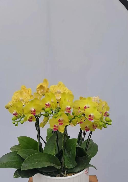 兰科植物6属6种花卉有哪些？如何区分和养护？