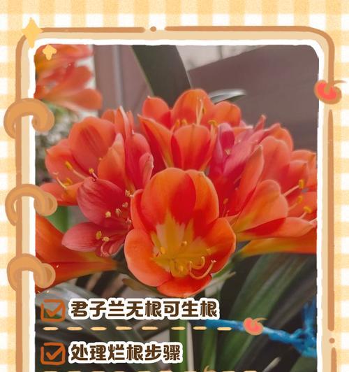 君子兰移植的美观技巧？