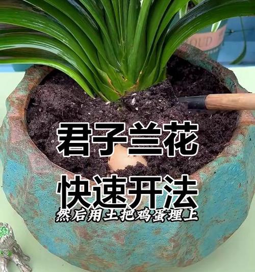 君子兰移植的美观技巧？