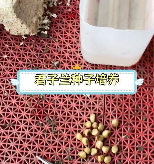 君子兰移植的美观技巧？