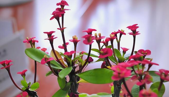阳台适合种植哪些花卉以增加美观？