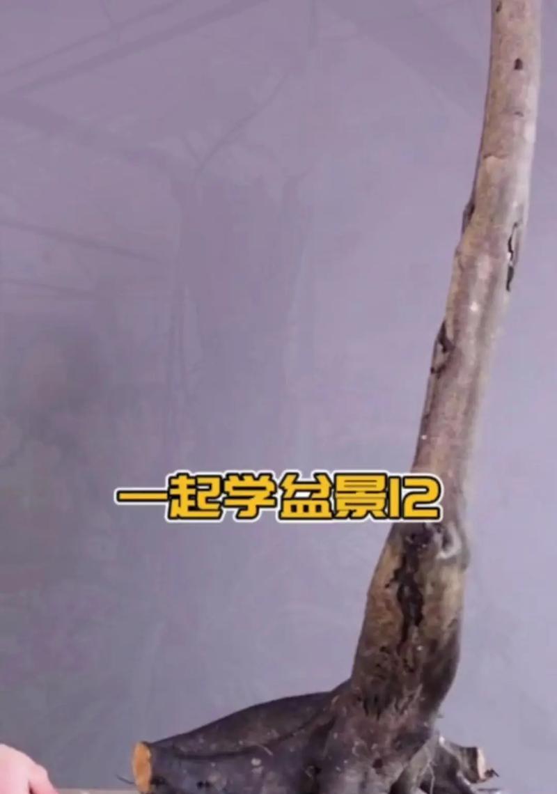 老鸦柿盆景老桩养护方法是什么？