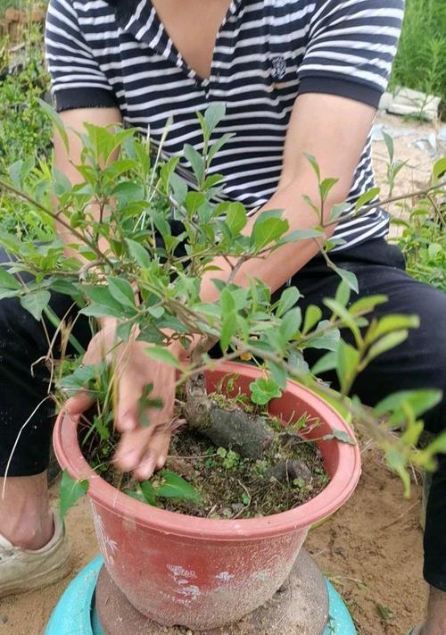 老鸦柿盆景老桩养护方法是什么？
