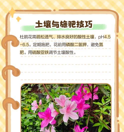 落叶杜鹃冬季浇水技巧？如何安全过冬