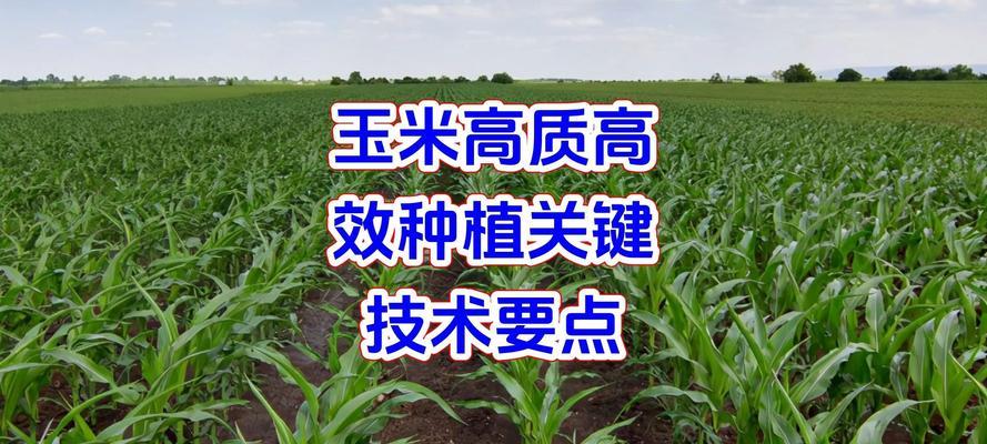 玉米栽培技术播前需要准备什么？步骤和要点是什么？