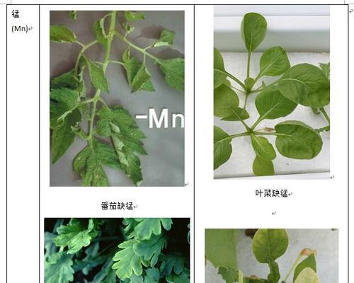 黄花气雾栽培的关键技术要点是什么？