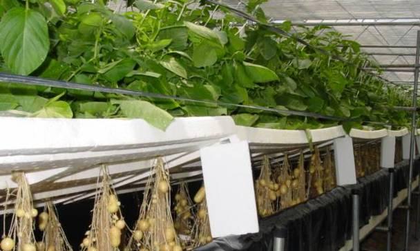 黄花气雾栽培的关键技术要点是什么？
