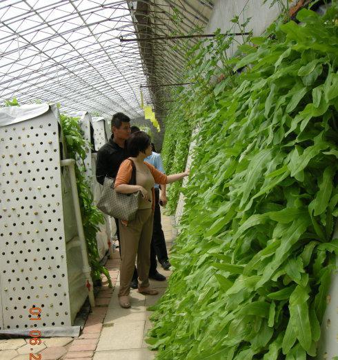 黄花气雾栽培的关键技术要点是什么？