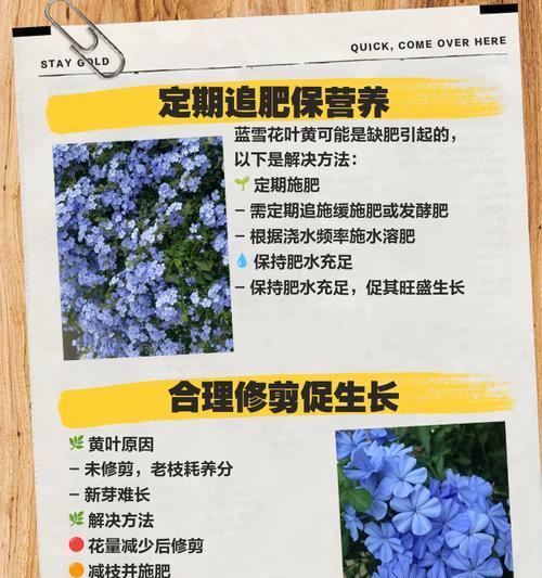 叶子干枯发黄怎么办？