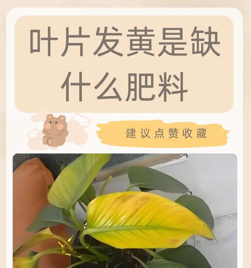 叶子干枯发黄怎么办？