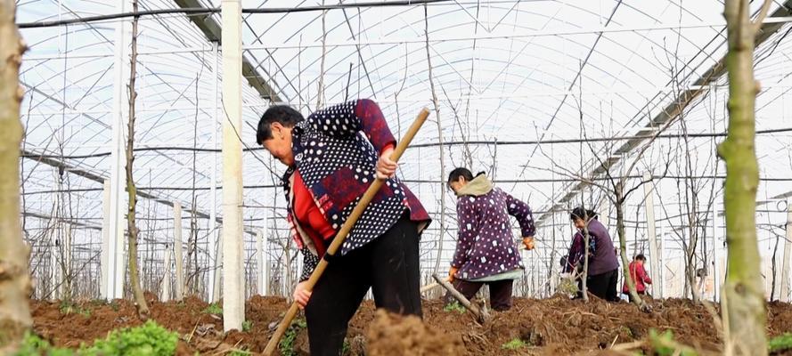 冬砂梨栽培的关键技术要点是什么？如何提高产量和品质？