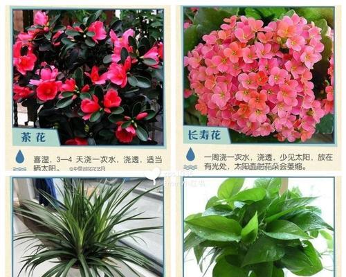 鸡蛋果的正确浇水方法是什么？