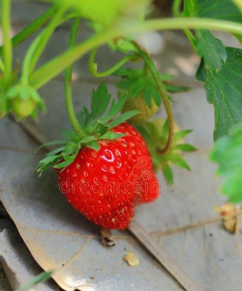 草莓是木本植物吗？如何判断植物的类别？