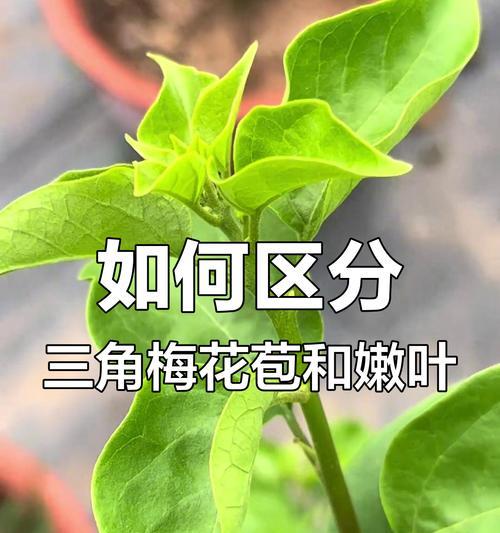 三角梅怎么打破休眠？打破三角梅休眠的有效方法是什么？