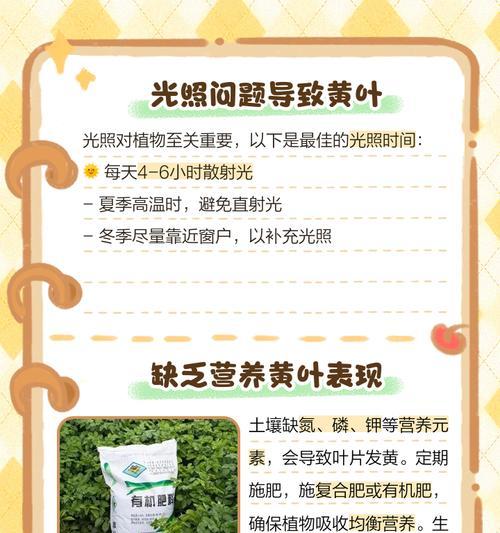 三七草叶子发黄的原因及解决措施是什么？