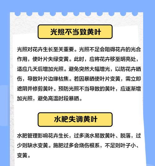 三七草叶子发黄的原因及解决措施是什么？