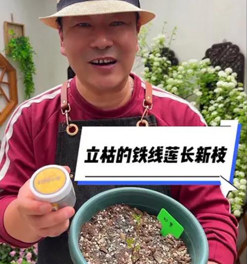 铁线莲小苗出现干枯现象应如何处理？
