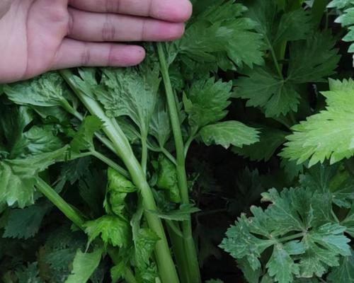 秋季西芹的最佳播种时间是什么时候？