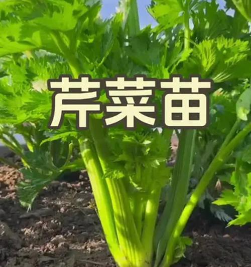 秋季西芹的最佳播种时间是什么时候？