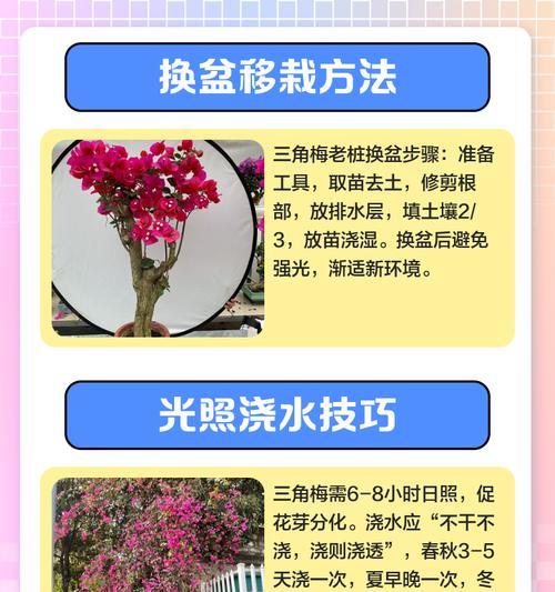 三角梅双枝条的养护技巧是什么？
