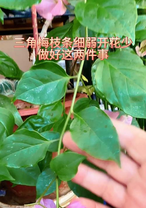 三角梅双枝条的养护技巧是什么？