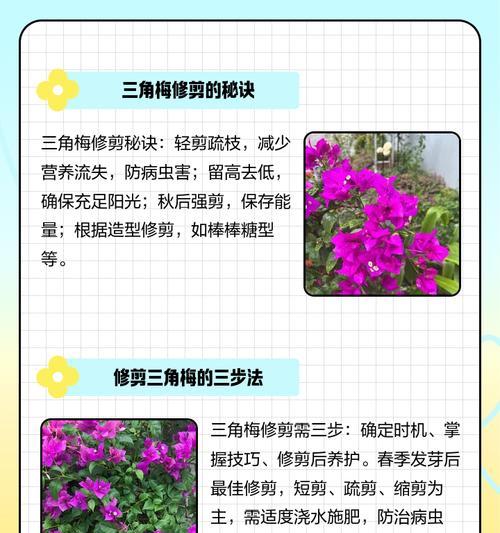 三角梅双枝条的养护技巧是什么？
