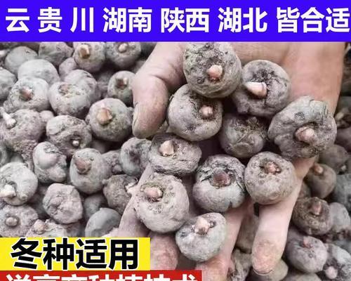 魔芋冬种栽培技术要点是什么？