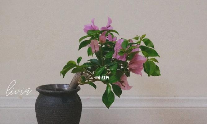 三角梅掌中宝的培养技巧有哪些？