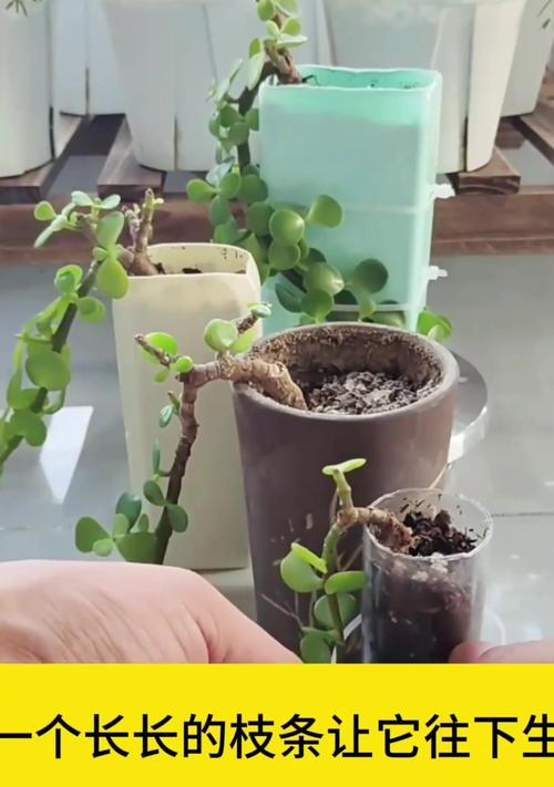 金线莲盆景养成的步骤和技巧是什么？