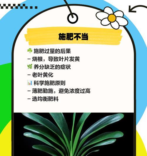 君子兰叶子频繁发黄的解决办法是什么？