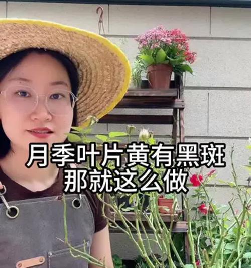 黄色月季叶子小怎么办？如何正确养护？