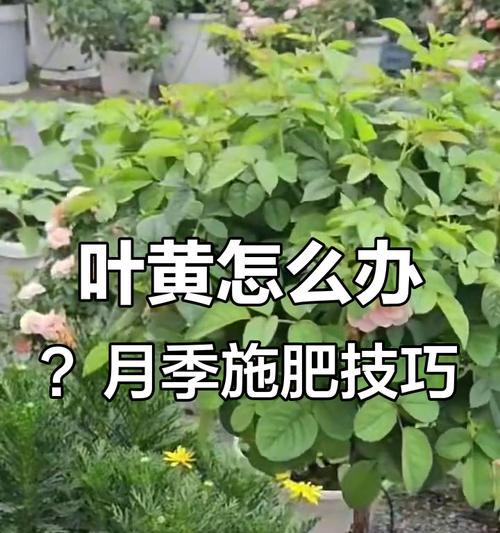 黄色月季叶子小怎么办？如何正确养护？