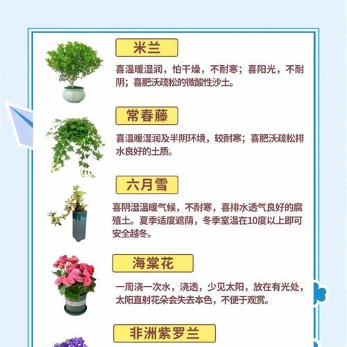君子兰拔箭期间的护理要点是什么？