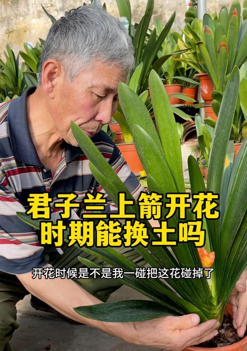 君子兰拔箭期间的护理要点是什么？