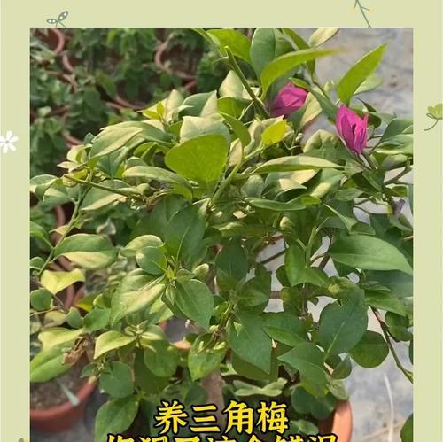 金龙鱼三角梅怎么才能快速生长？