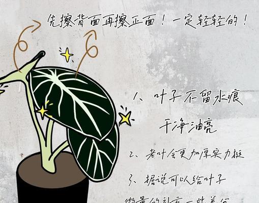 神盾海芋叶子发黄怎么回事？神盾海芋叶子发黄的原因及解决方法是什么？