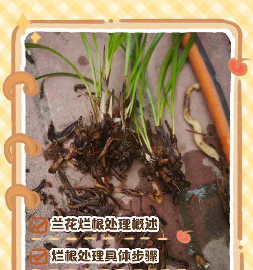 铁线莲根部完全腐烂的原因是什么？如何进行救治？