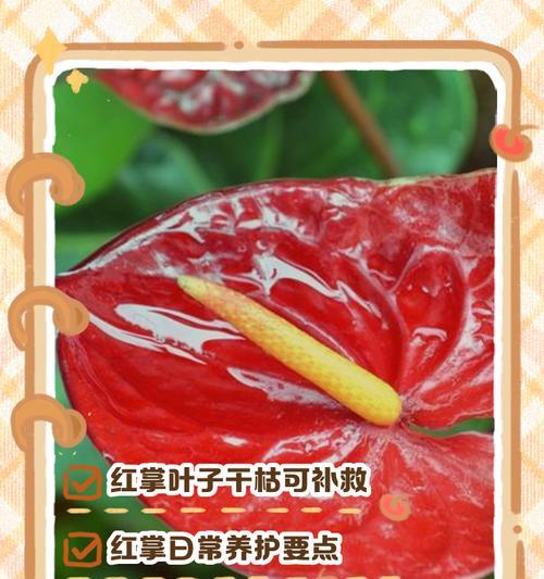 白红掌叶子发黄的养护技巧？