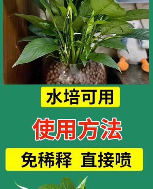 白红掌叶子发黄的养护技巧？