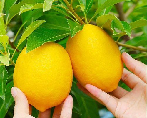 橘子柠檬叶子发黄应该怎么办？