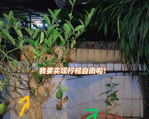 橘子柠檬叶子发黄应该怎么办？