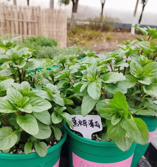 罗曼香草植物种类及其特点是什么？