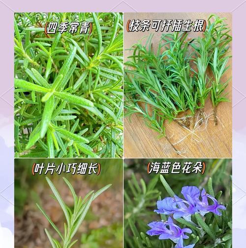 罗曼香草植物种类及其特点是什么？