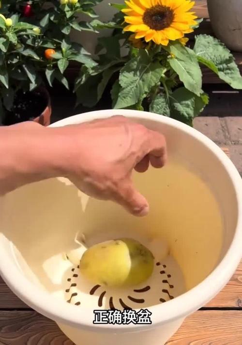 铁线莲缓苗后换盆的正确步骤是什么？