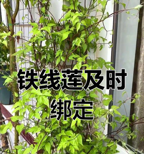 铁线莲爬藤生长过快如何控制？