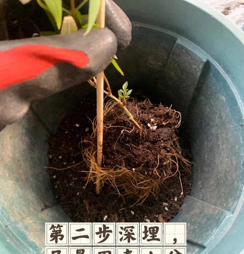 铁线莲爬藤生长过快如何控制？