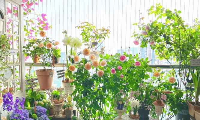 阳台种植哪些花卉最合适？阳台种花有哪些注意事项？