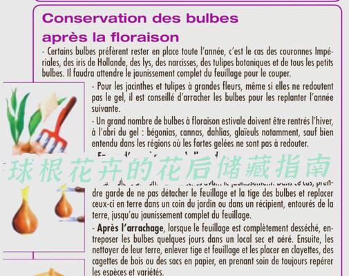 球根植物浅种后应如何进行养护？